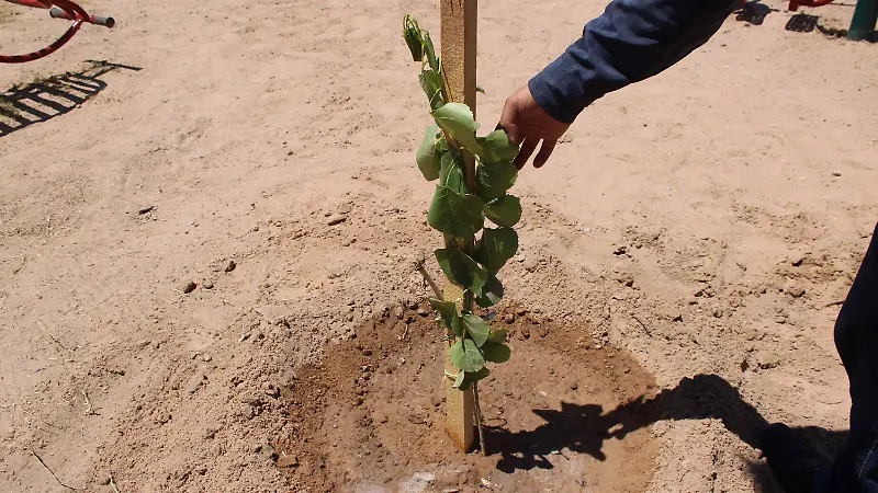 Dia mundial del medio ambiente 